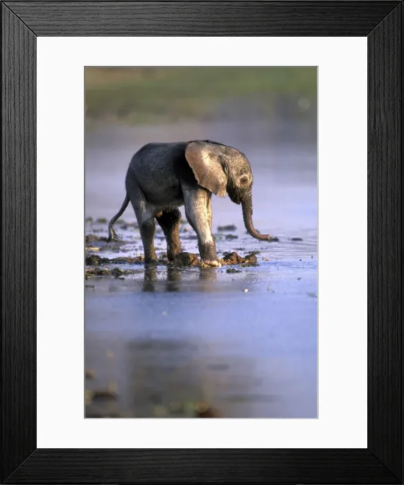 Framed Print : DDE-90019327