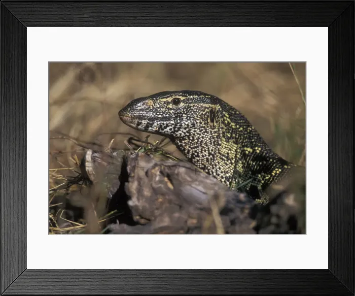 Framed Print : DDE-90019330