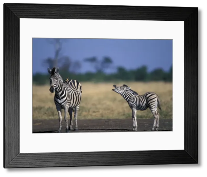 Framed Print : DDE-90019329 Framed Print : DDE-90019329