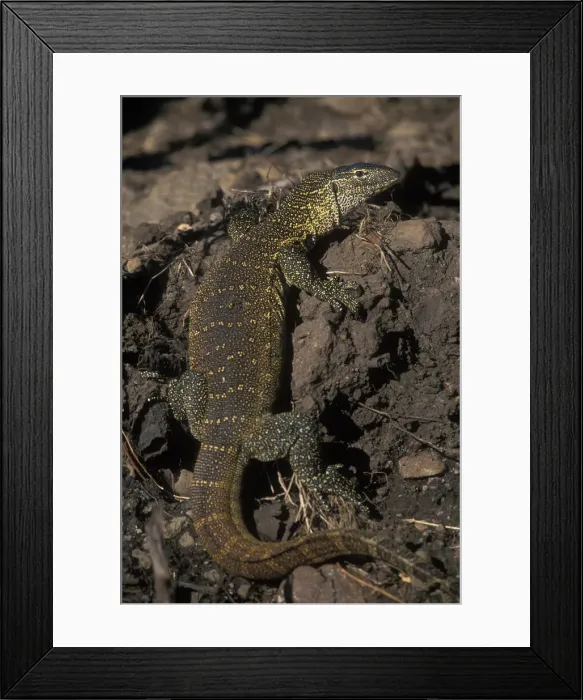 Framed Print : DDE-90019332 Framed Print : DDE-90019332