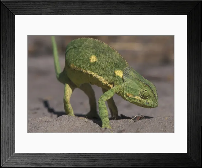 Framed Print : DDE-90019331 Framed Print : DDE-90019331