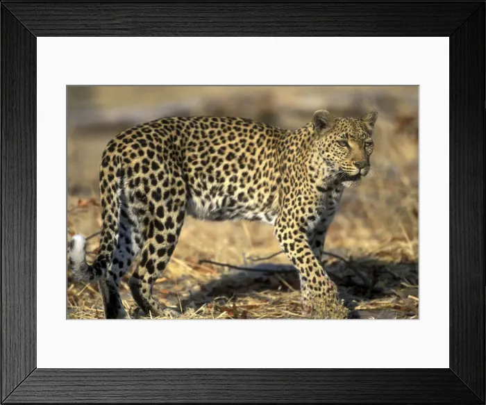 Framed Print : DDE-90019333 Framed Print : DDE-90019333