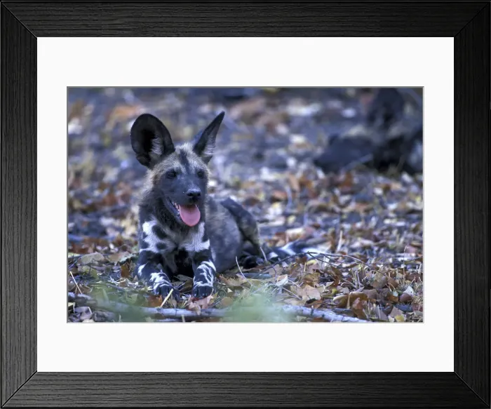 Framed Print : DDE-90019335 Framed Print : DDE-90019335