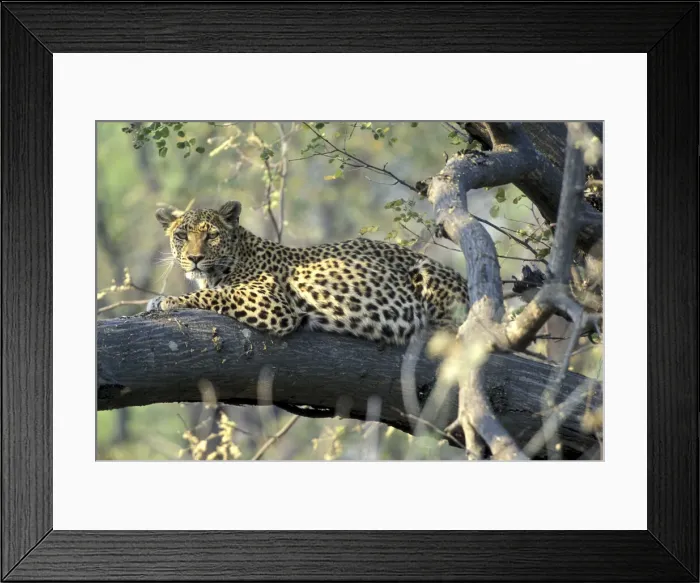 Framed Print : DDE-90019334 Framed Print : DDE-90019334