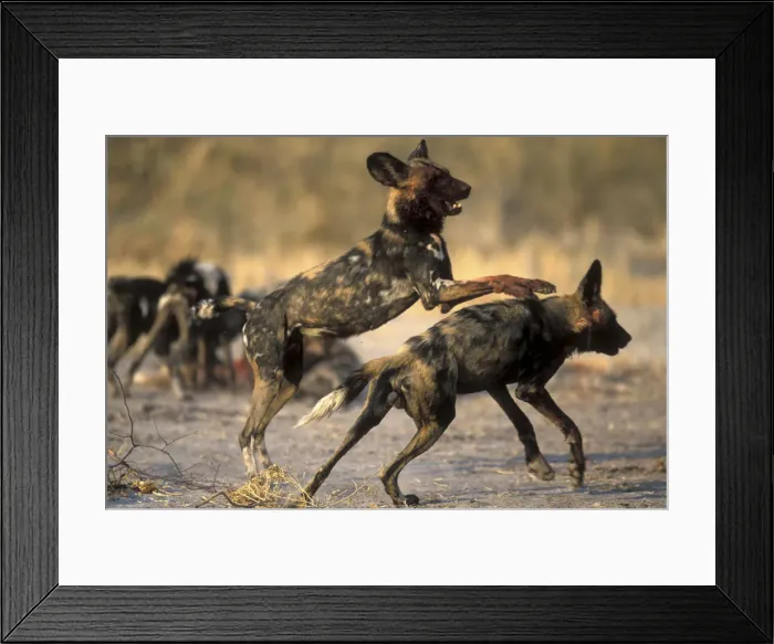 Framed Print : DDE-90019337 Framed Print : DDE-90019337