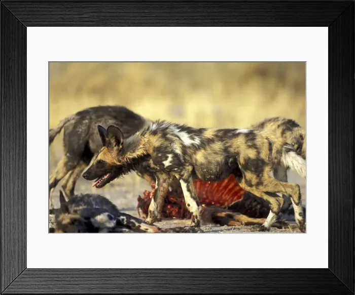 Framed Print : DDE-90019336 Framed Print : DDE-90019336