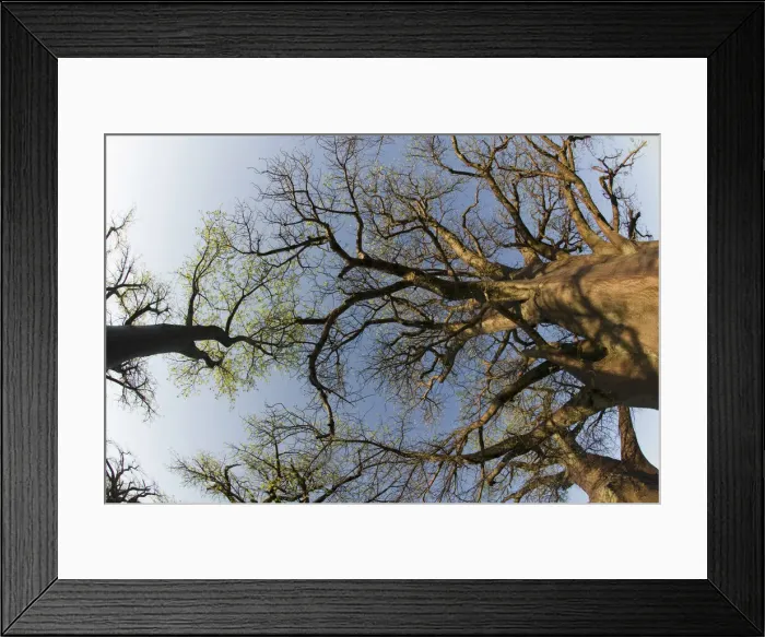 Framed Print : DDE-90019338