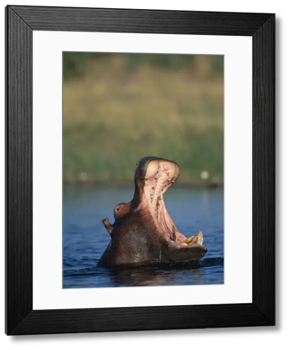 Framed Print : DDE-90019339