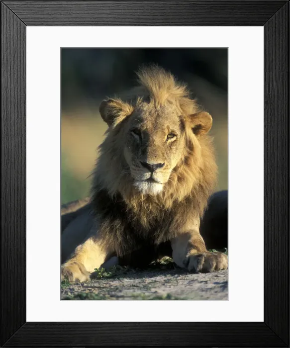 Framed Print : DDE-90019341 Framed Print : DDE-90019341