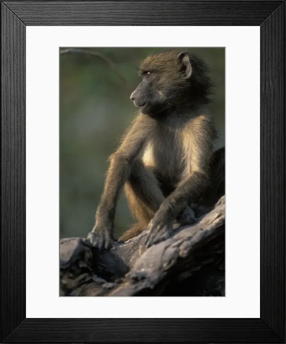 Framed Print : DDE-90019342 Framed Print : DDE-90019342
