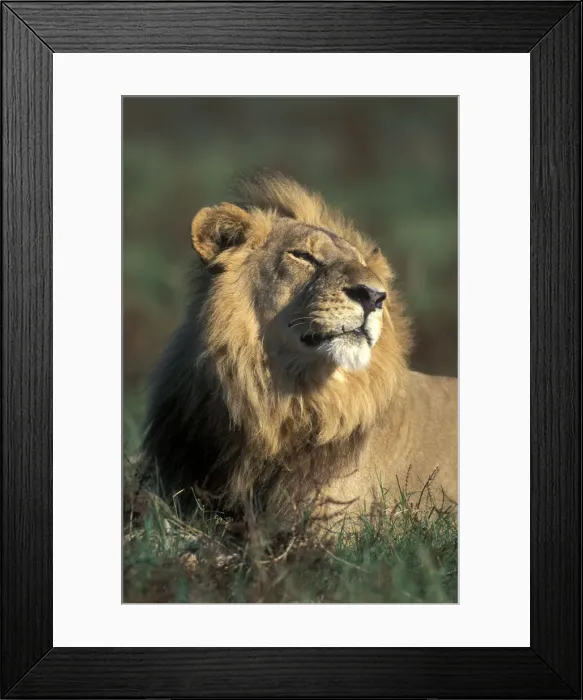 Framed Print : DDE-90019340 Framed Print : DDE-90019340