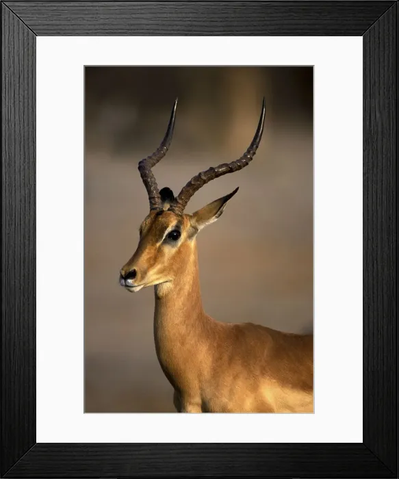 Framed Print : DDE-90019343 Framed Print : DDE-90019343