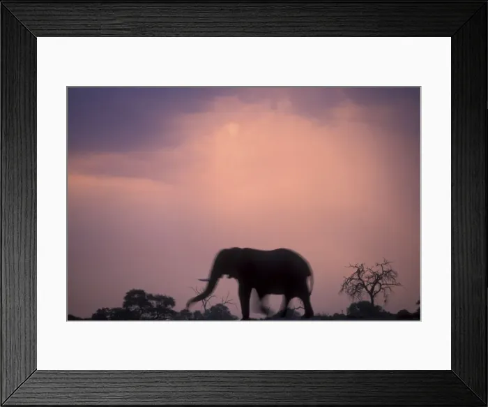 Framed Print : DDE-90019344 Framed Print : DDE-90019344