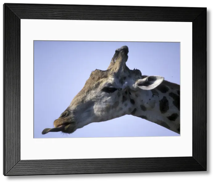 Framed Print : DDE-90019346 Framed Print : DDE-90019346