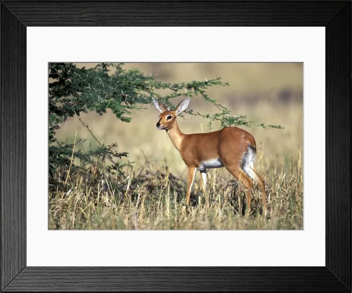 Framed Print : DDE-90019347