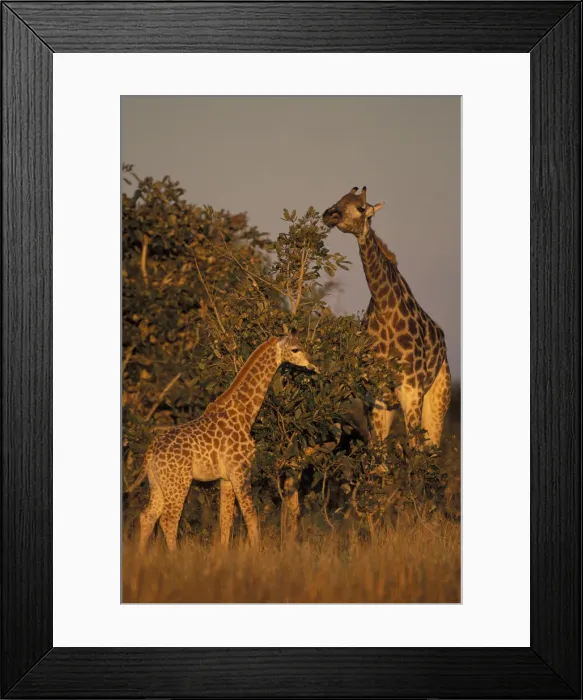 Framed Print : DDE-90019345 Framed Print : DDE-90019345
