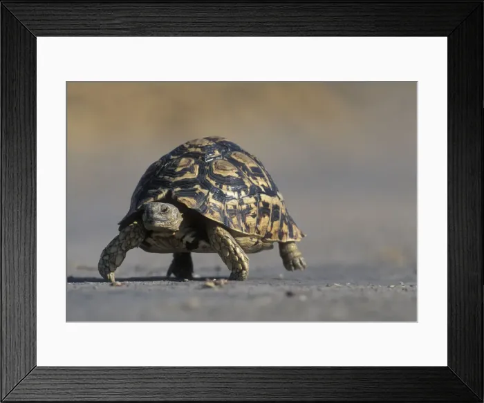 Framed Print : DDE-90019350 Framed Print : DDE-90019350
