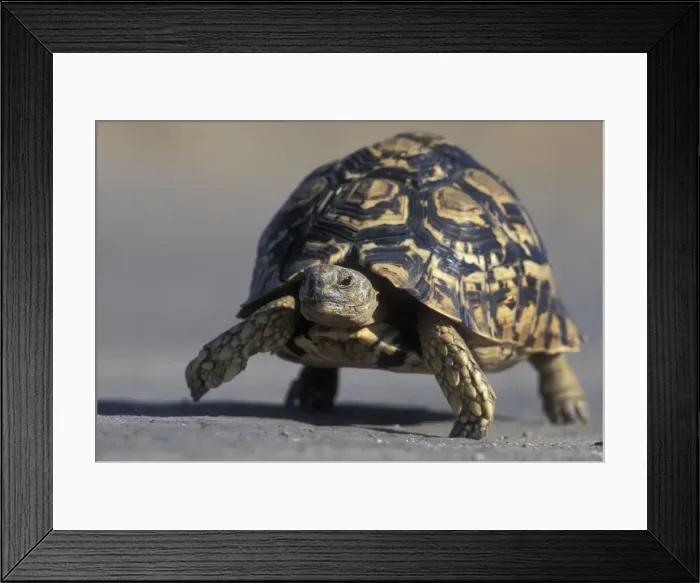 Framed Print : DDE-90019351 Framed Print : DDE-90019351