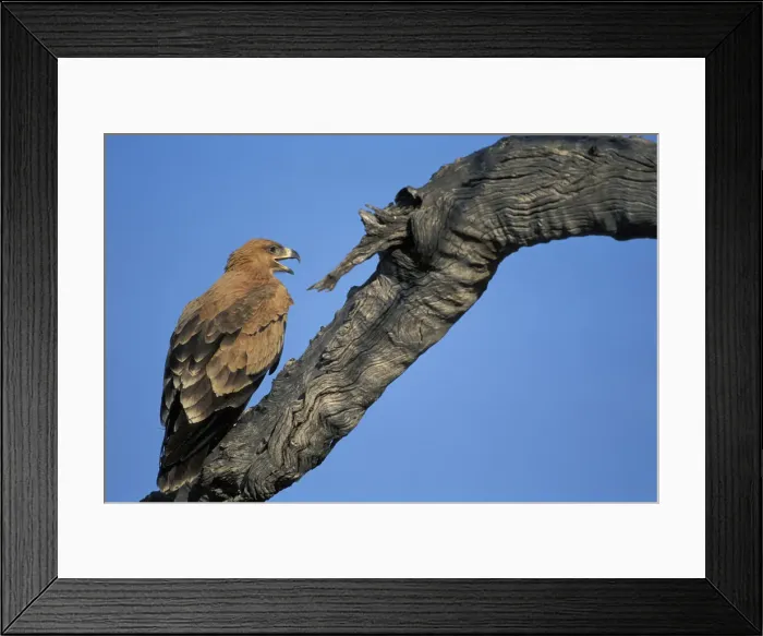 Framed Print : DDE-90019352