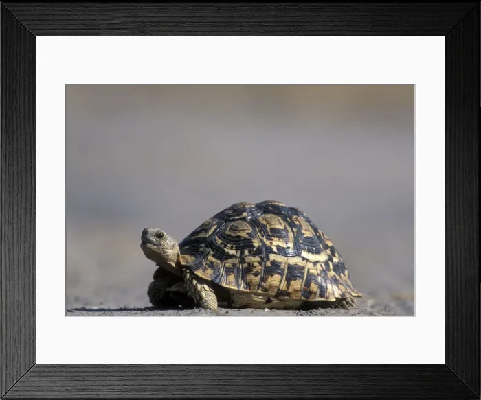 Framed Print : DDE-90019349 Framed Print : DDE-90019349