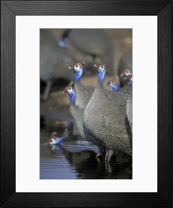 Framed Print : DDE-90019353