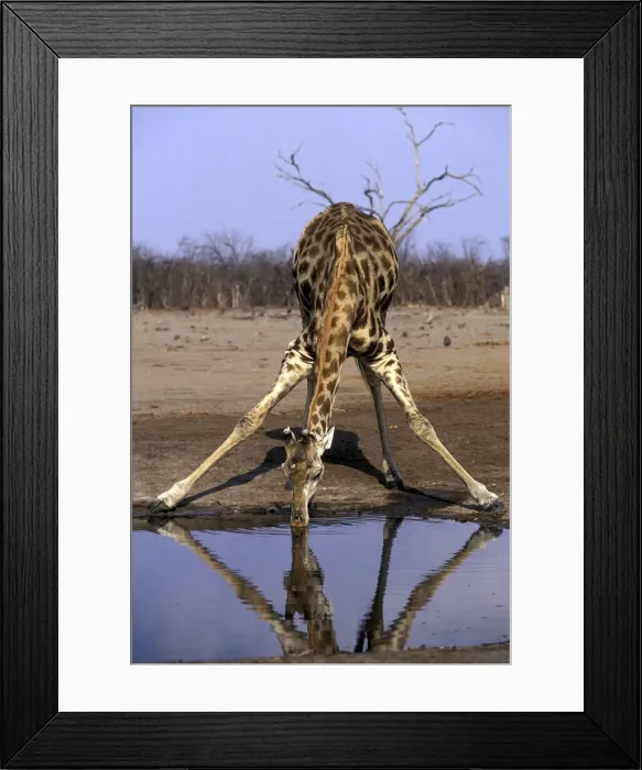 Framed Print : DDE-90019356