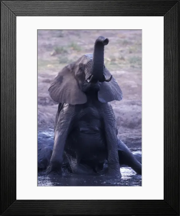 Framed Print : DDE-90019358 Framed Print : DDE-90019358