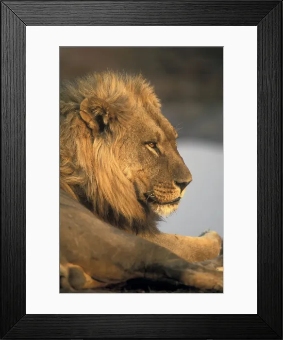 Framed Print : DDE-90019357 Framed Print : DDE-90019357