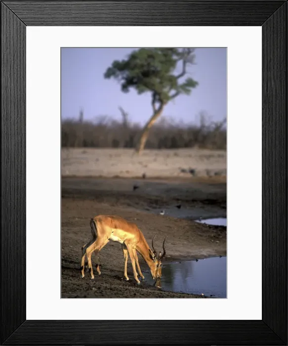 Framed Print : DDE-90019359 Framed Print : DDE-90019359