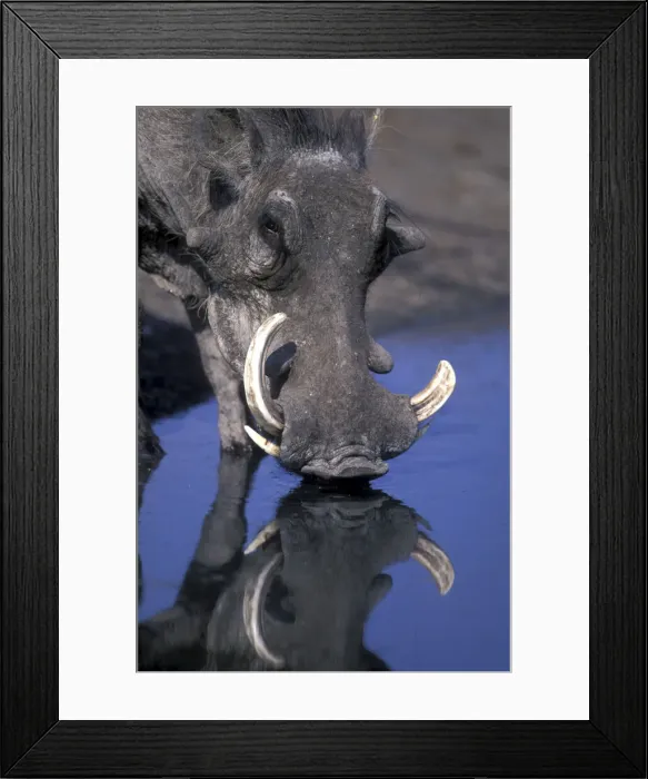 Framed Print : DDE-90019360 Framed Print : DDE-90019360