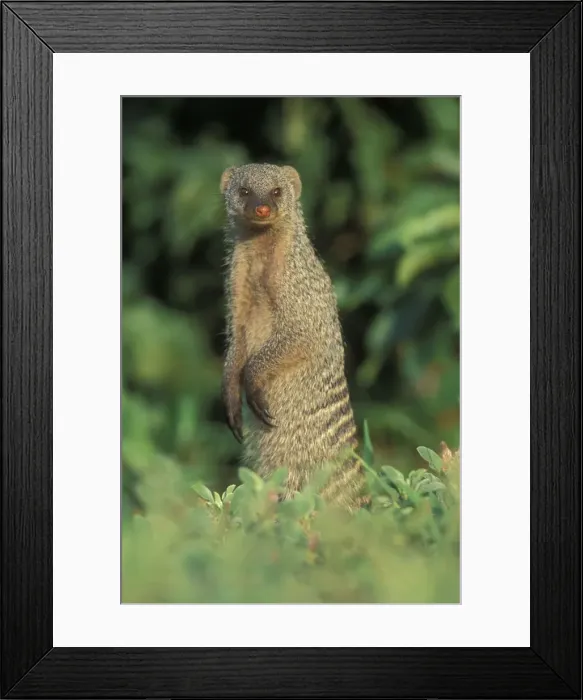 Framed Print : Botswana, Chobe National Park, Banded Mongoose Framed Print : Botswana, Chobe National Park, Banded Mongoose
