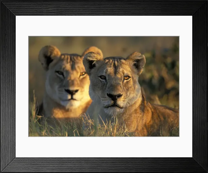 Framed Print : DDE-90019366 Framed Print : DDE-90019366
