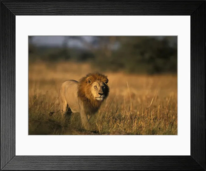 Framed Print : DDE-90019367