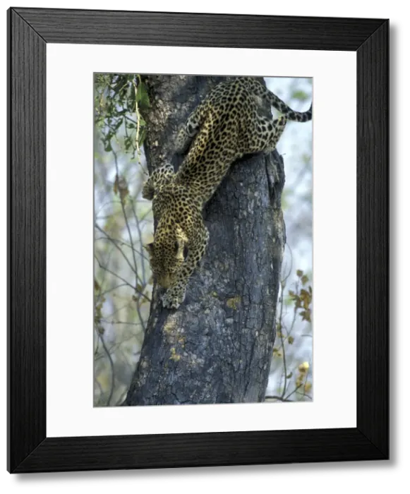 Framed Print : DDE-90019368 Framed Print : DDE-90019368