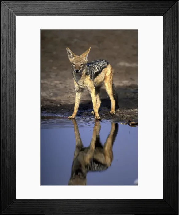 Framed Print : DDE-90019369