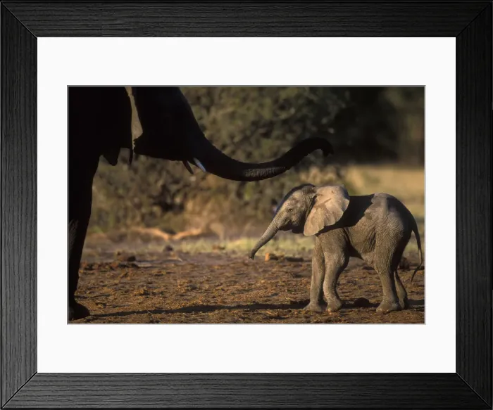 Framed Print : DDE-90019370 Framed Print : DDE-90019370
