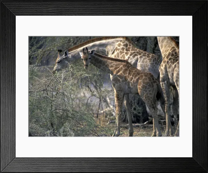 Framed Print : DDE-90019374