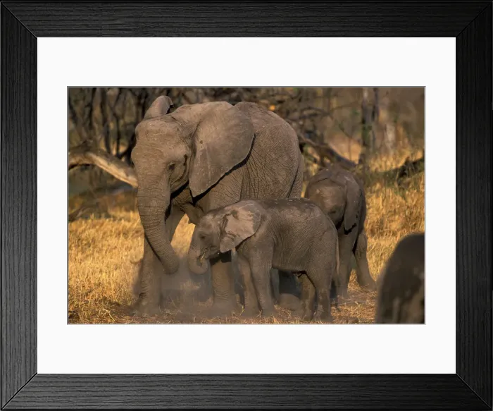 Framed Print : DDE-90019375 Framed Print : DDE-90019375