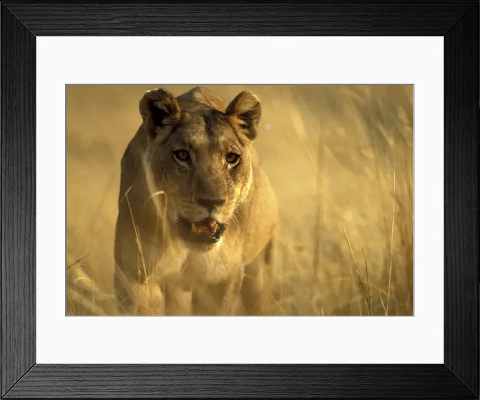 Framed Print : DDE-90019377 Framed Print : DDE-90019377
