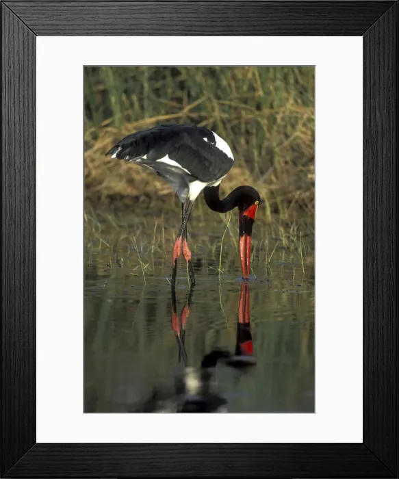 Framed Print : DDE-90019378 Framed Print : DDE-90019378