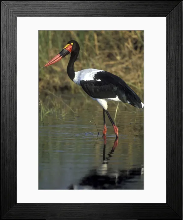 Framed Print : DDE-90019379 Framed Print : DDE-90019379