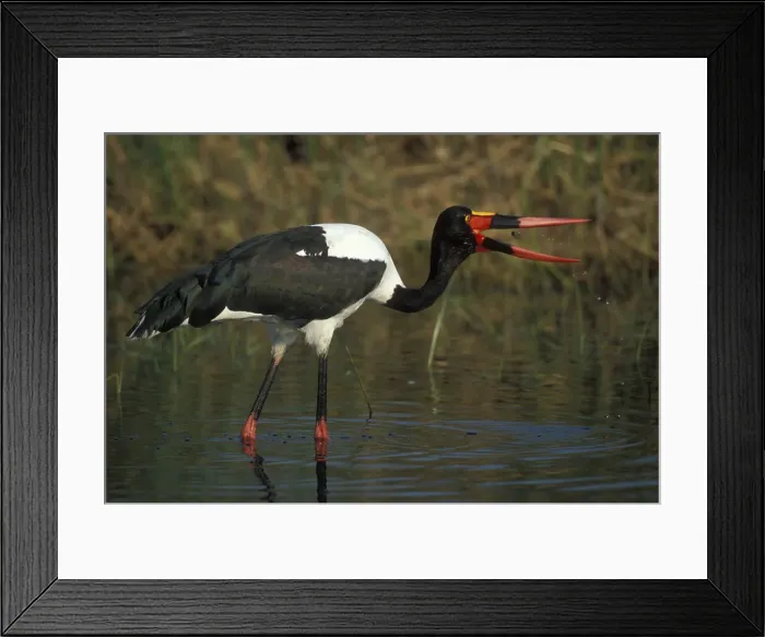 Framed Print : DDE-90019380 Framed Print : DDE-90019380