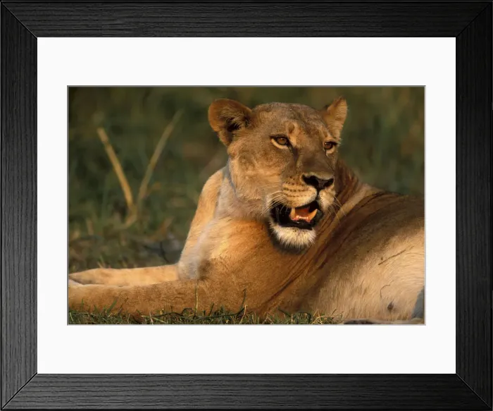 Framed Print : DDE-90019376 Framed Print : DDE-90019376