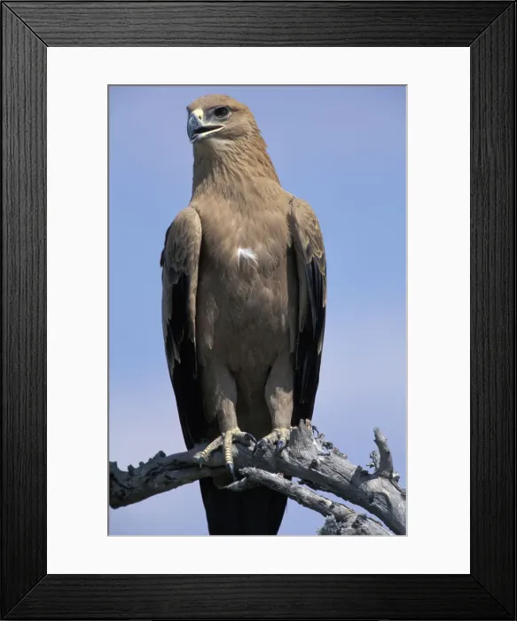 Framed Print : DDE-90019383