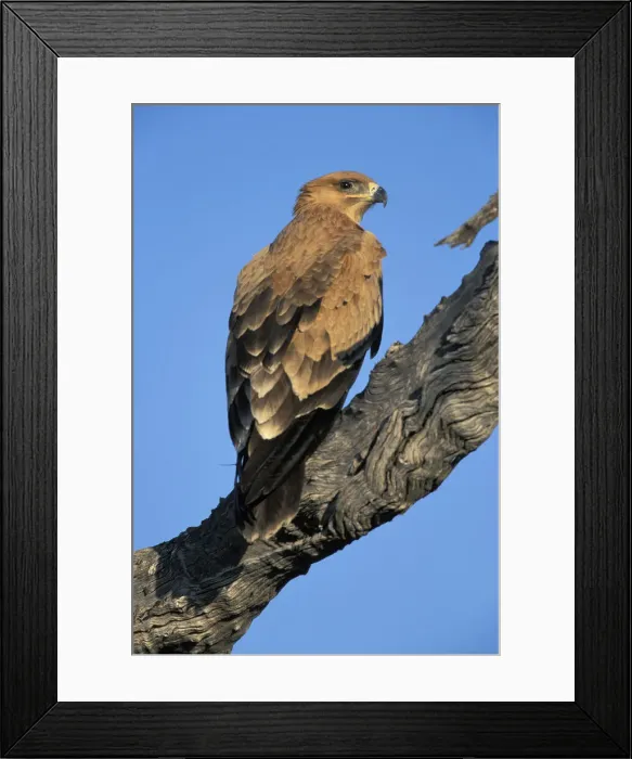 Framed Print : DDE-90019384