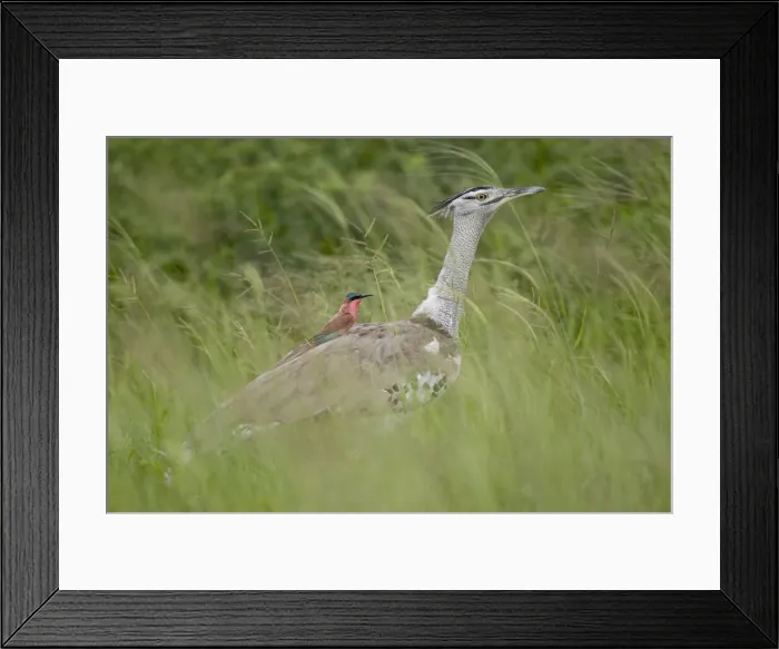 Framed Print : DDE-90019386
