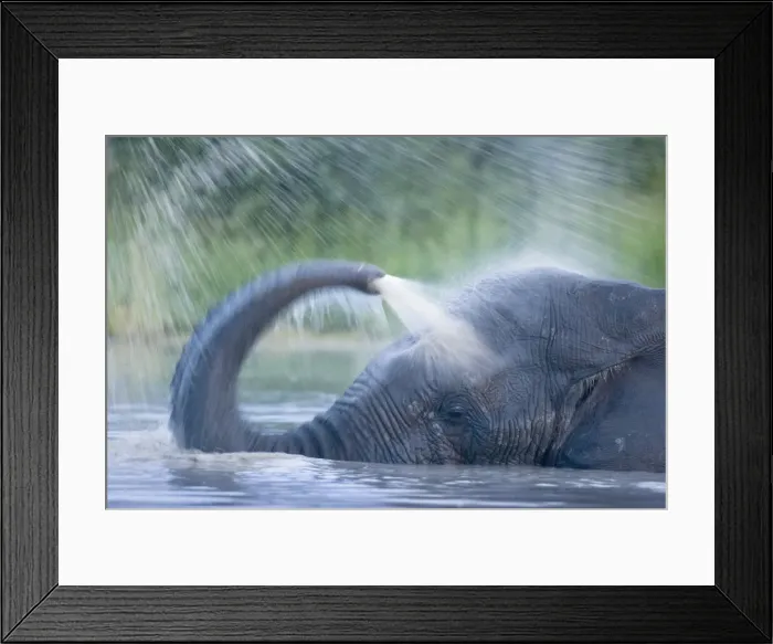 Framed Print : DDE-90019387 Framed Print : DDE-90019387