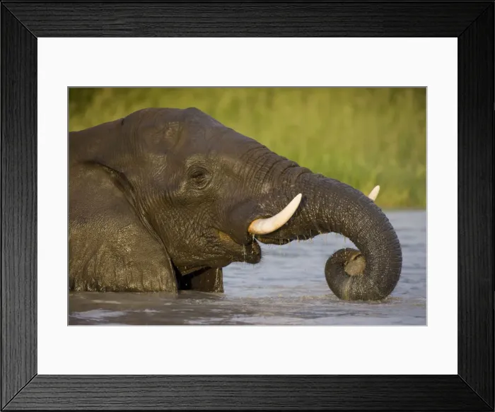 Framed Print : DDE-90019388 Framed Print : DDE-90019388