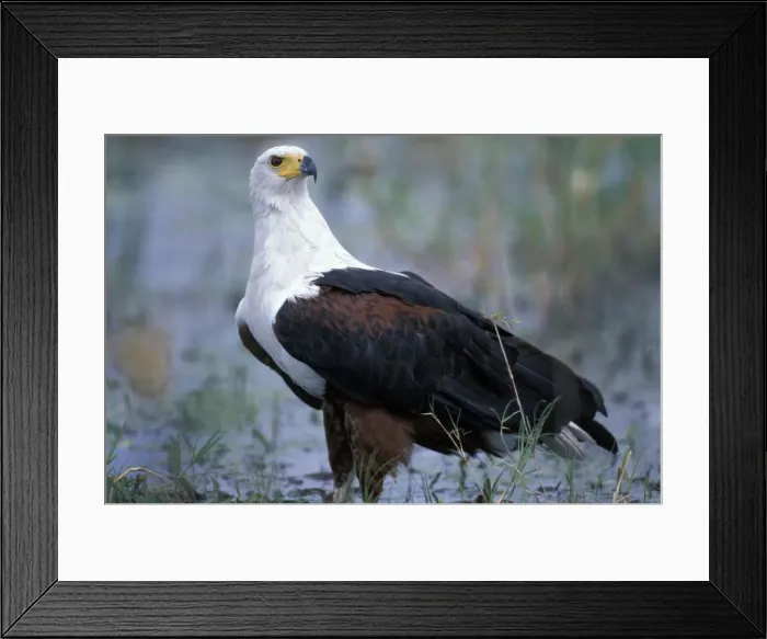 Framed Print : DDE-90019385 Framed Print : DDE-90019385