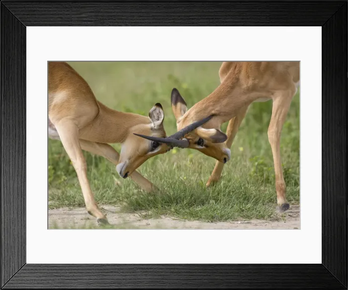 Framed Print : DDE-90019391 Framed Print : DDE-90019391